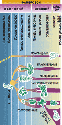 ЭВОЛЮЦИЯ МНОГОКЛЕТОЧНЫХ