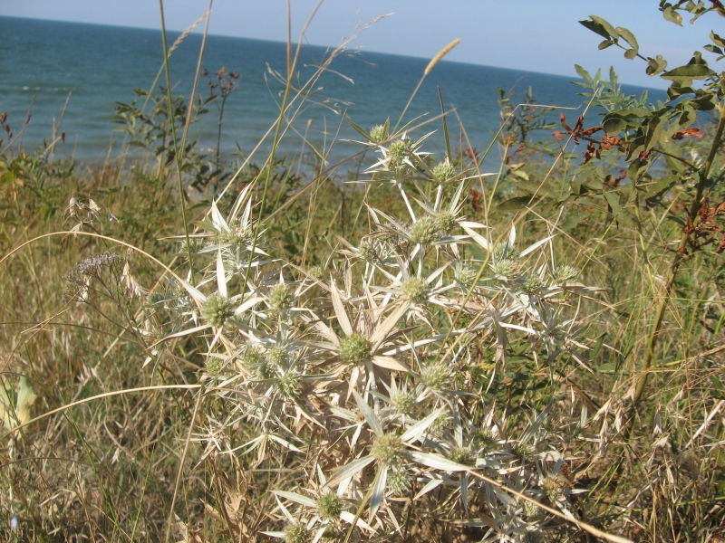 Флора берега Азовского моря.