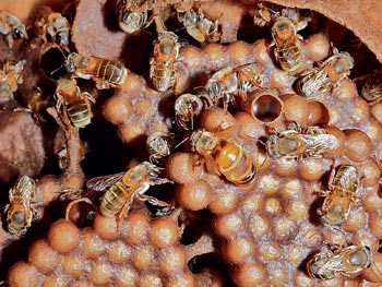 Правильный мёд от правильных пчёл