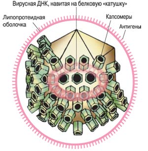 ВСЕМИРНАЯ ЭПИДЕМИЯ