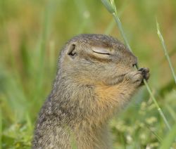 Краснокнижным крапчатым сусликам до пробуждения в 2026 году осталось спать четыре с половиной месяца. 