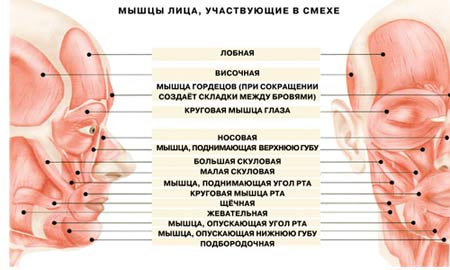 Смех по-научному. Основы гелатологии