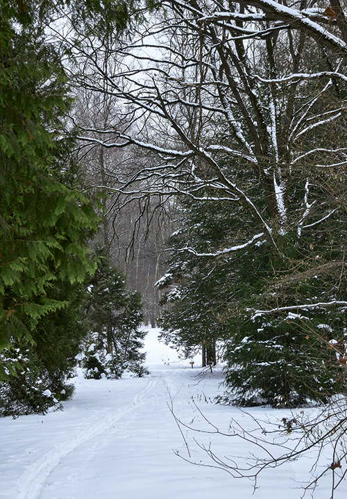 Ботанические прогулки зимой
