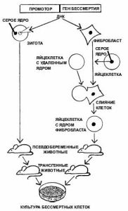 ФАНТАСТИЧЕСКИЙ ШНИЦЕЛЬ