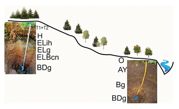 Радиостронций преодолевает природные барьеры с помощью кальция