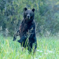 Сон в снежную ночь