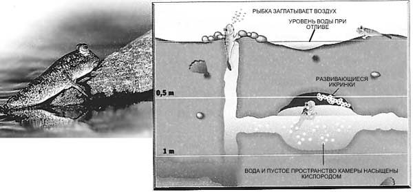 РЫБЫ-СТРОИТЕЛИ