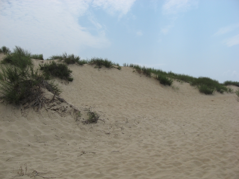 ...песок, по которому ты ходила. дюны Анапы.