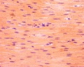 Smooth Muscle L S (1)
