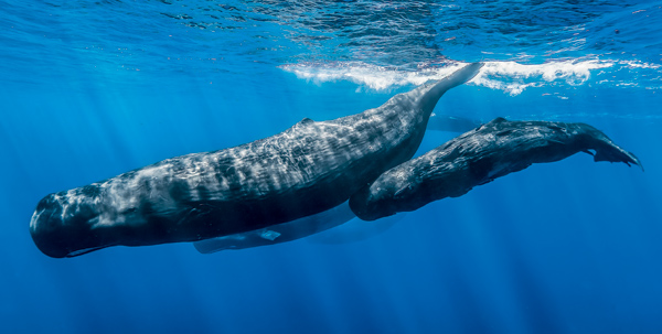 Поможет ли искусственный интеллект понять животных?