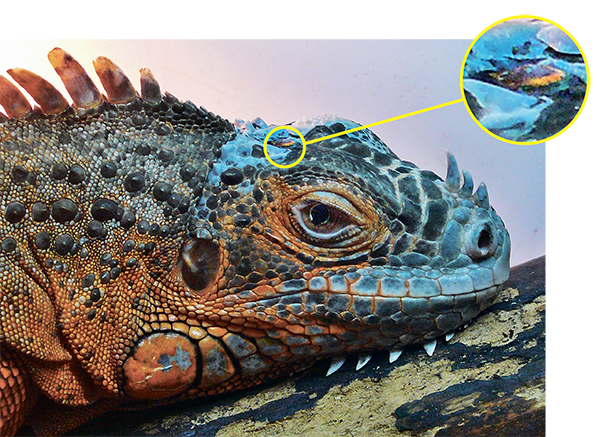 О пользе альтернативы