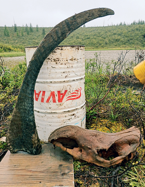 Самый старый шерстистый носорог с самым длинным рогом 
