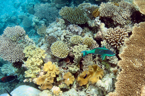 Человек и коралловые рифы: сегодня и завтра