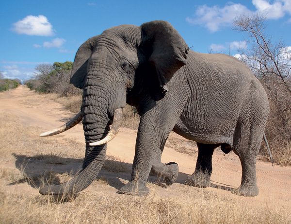 «Проснувшийся» ген защищает слонов от рака