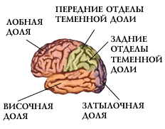 ФУНКЦИИ МОЗГА