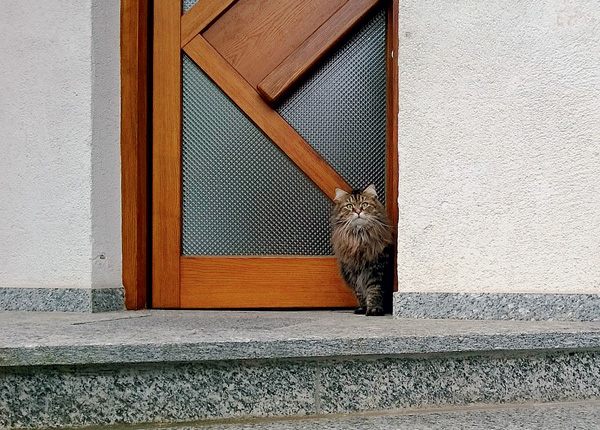 Кошки, которые ждут