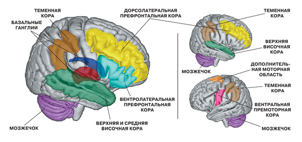 Чувство времени и мозг