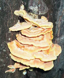 -           ,      .  . .