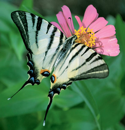 «Мифологические» бабочки