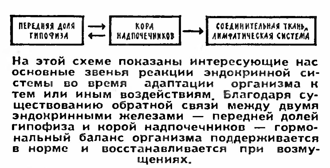 ОПУХОЛЬ И ОРГАНИЗМ