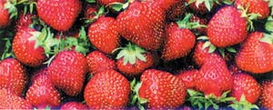 ЗЕМЛЯНИКА: СЕКРЕТЫ ПОСАДКИ И ВЫРАЩИВАНИЯ
