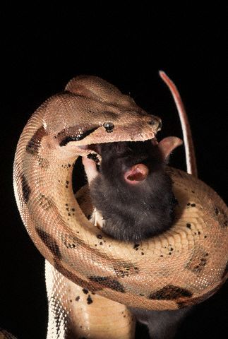 Удав начинает свой обед. (Фото Joe McDonald / Corbis.)