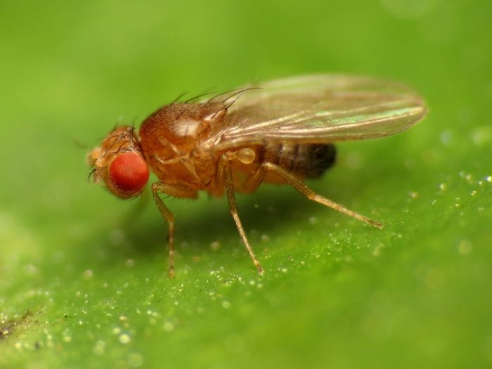 s_drozophila.jpg