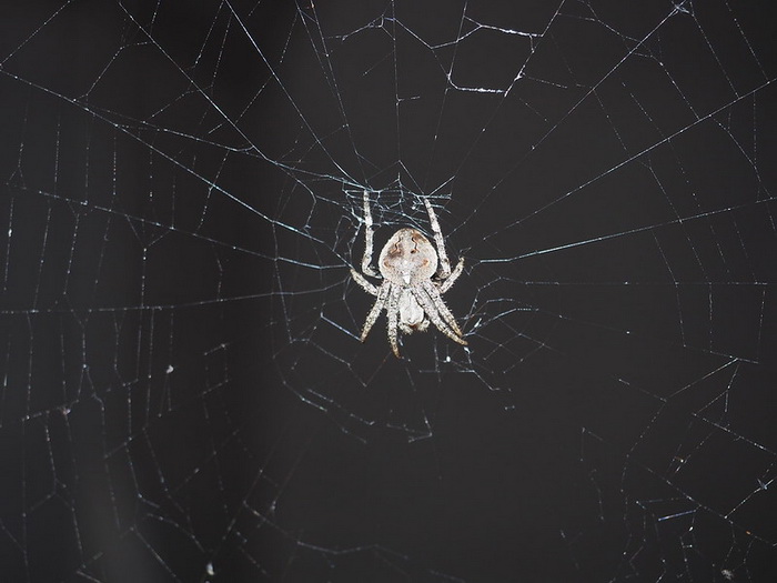 паук Araneus ventricosus.jpg