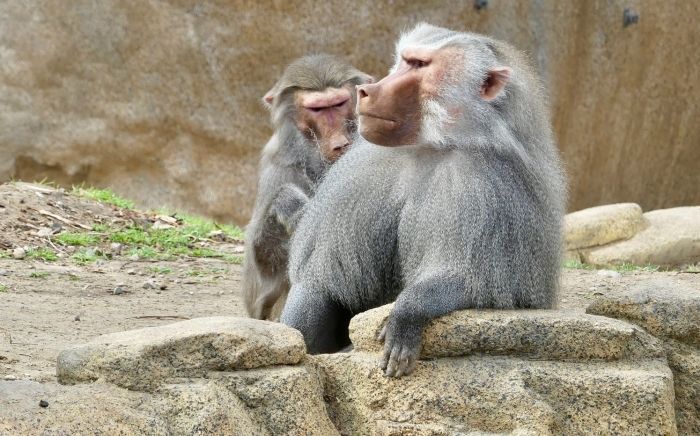 s_baboon.jpg