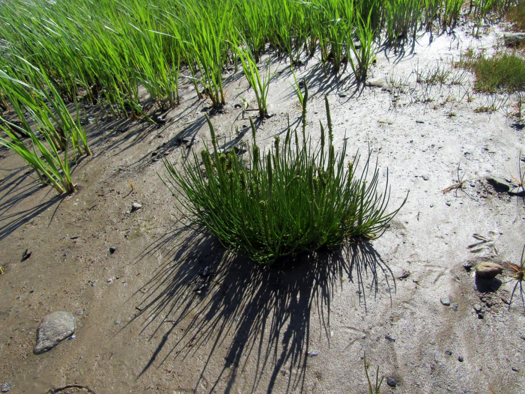 Триостренник морской.JPG