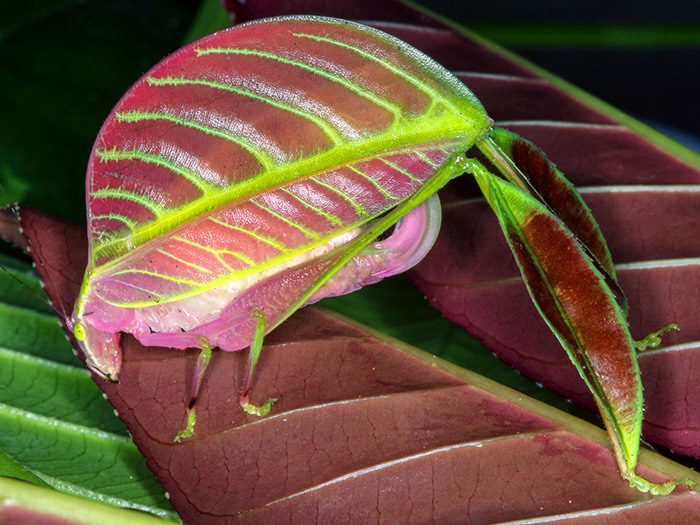 узнечик-лист Eulophophyllum kirki. (Фото: Peter Kirk.) top10_kuznechik.jpg