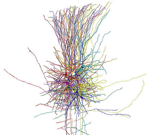 нейроны неокортекса.jpg