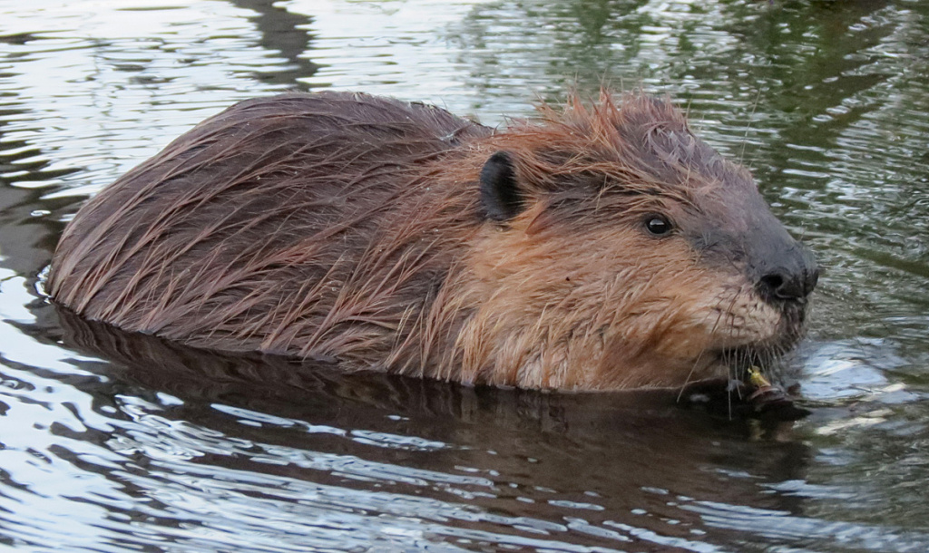 Канадский бобр (Castor canadensis). Фото: Ralph Arvesen/Flickr.com https://www.flickr.com/photos/rarvesen/8453537208 