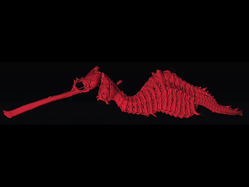 Phyllopteryx dewysea.jpg Phyllopteryx dewysea.jpg