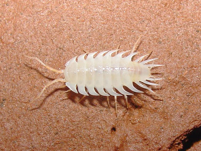 Iuiuniscus iuiuensis вид сверху.jpg Iuiuniscus iuiuensis вид сверху.jpg