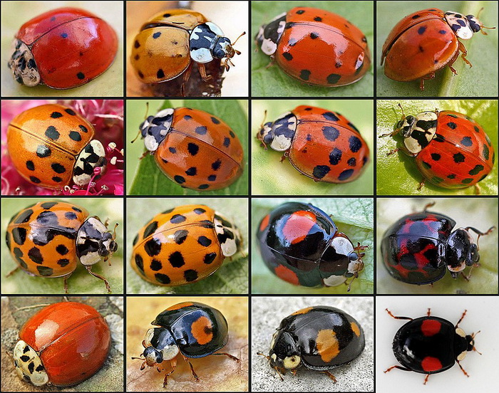 1024px-Harmonia_axyridis01.jpg