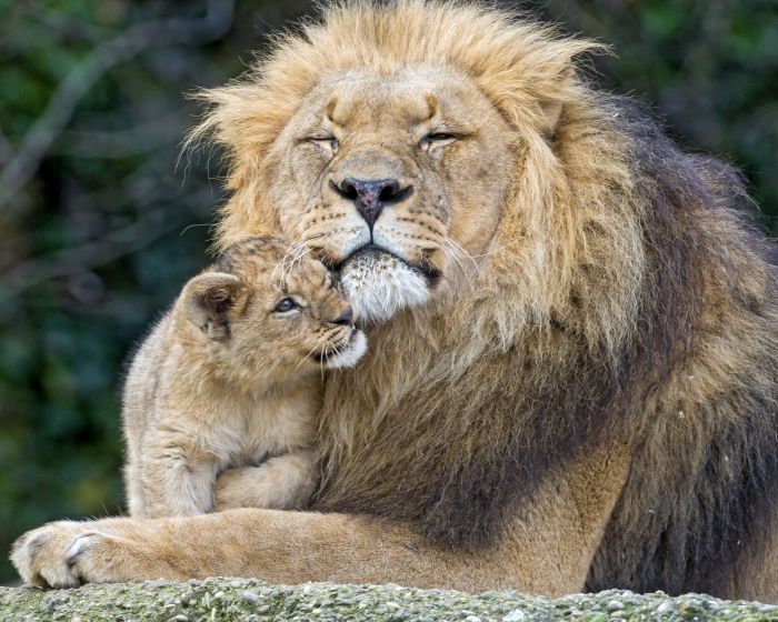 s_lion_infanticid.jpg