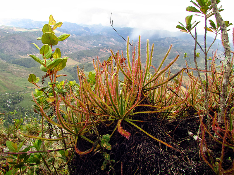Drosera magnifica.jpg Drosera magnifica.jpg