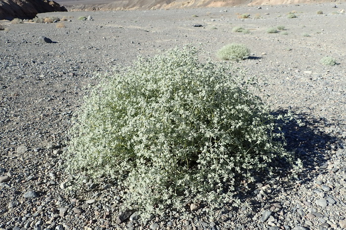 Tidestromia oblongifolia 2.jpg