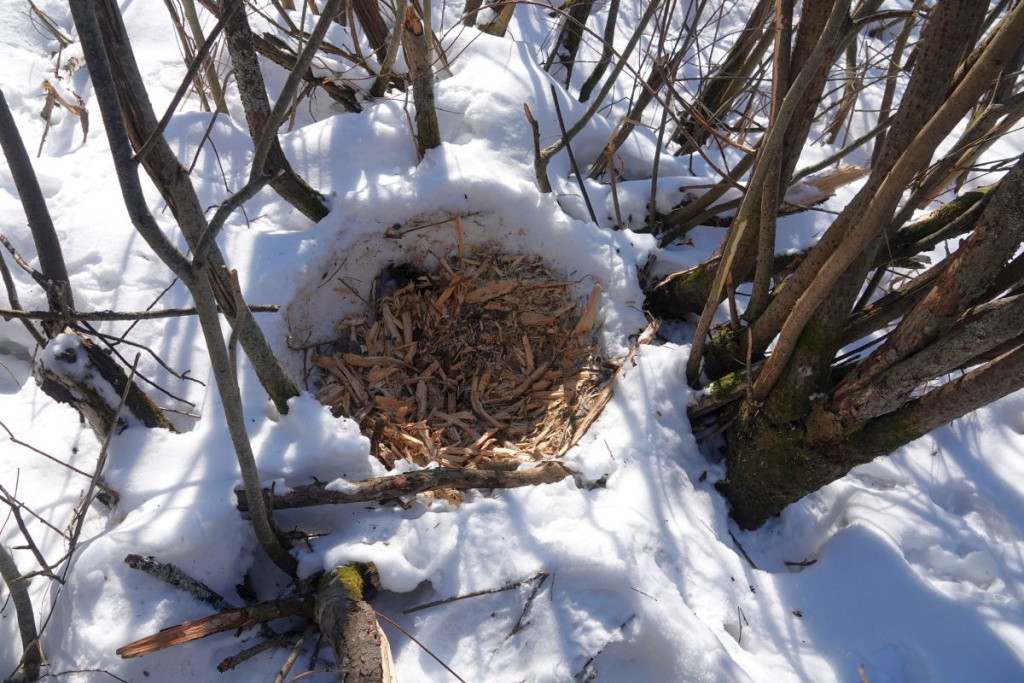 Берлога в ивняке.jpg