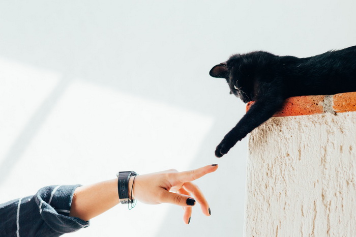 котиков зовут молча.jpg