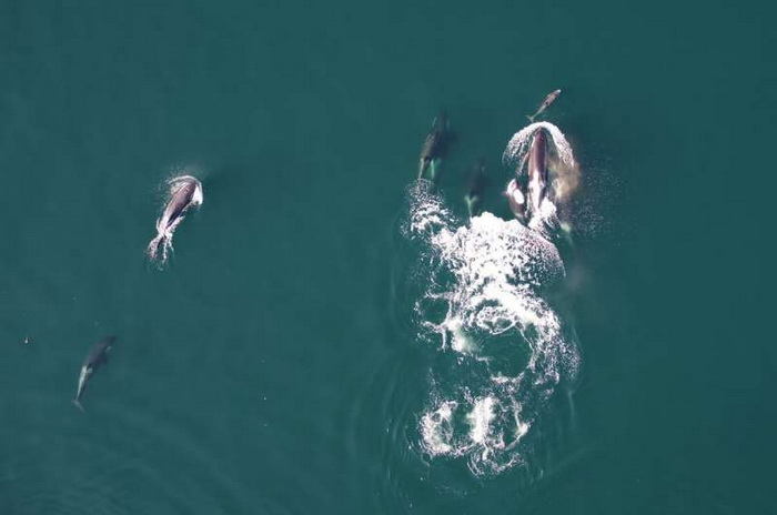 дельфин косатки.jpg дельфин косатки.jpg