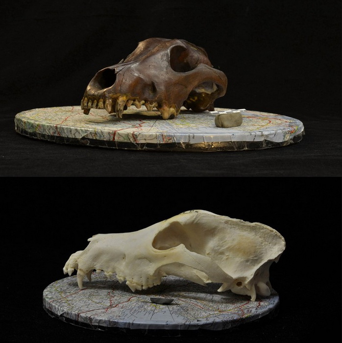 собаки череп.jpg собаки череп.jpg