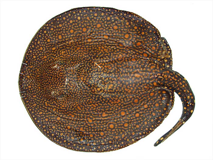 Речной хвостокол Potamotrygon rex. (Фото: Marcelo R De Carvalho / Universidade de São Paulo.) top10_skat.jpg