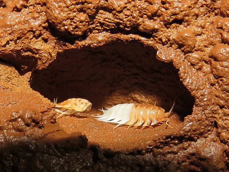Iuiuniscus iuiuensis.jpg Iuiuniscus iuiuensis.jpg