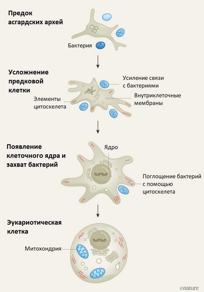 Асгардские предки эукариот.jpg