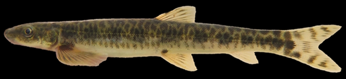 рыба альпинист.png