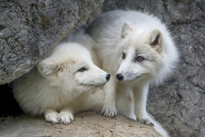 Arctic Fox.jpg