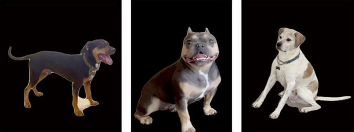 собаки эмоции.jpg собаки эмоции.jpg