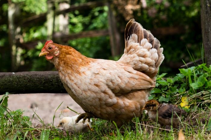 s_chicken.jpg